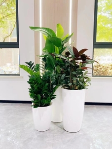 深挖宁波杭州湾植物出租价格，真相在这里！